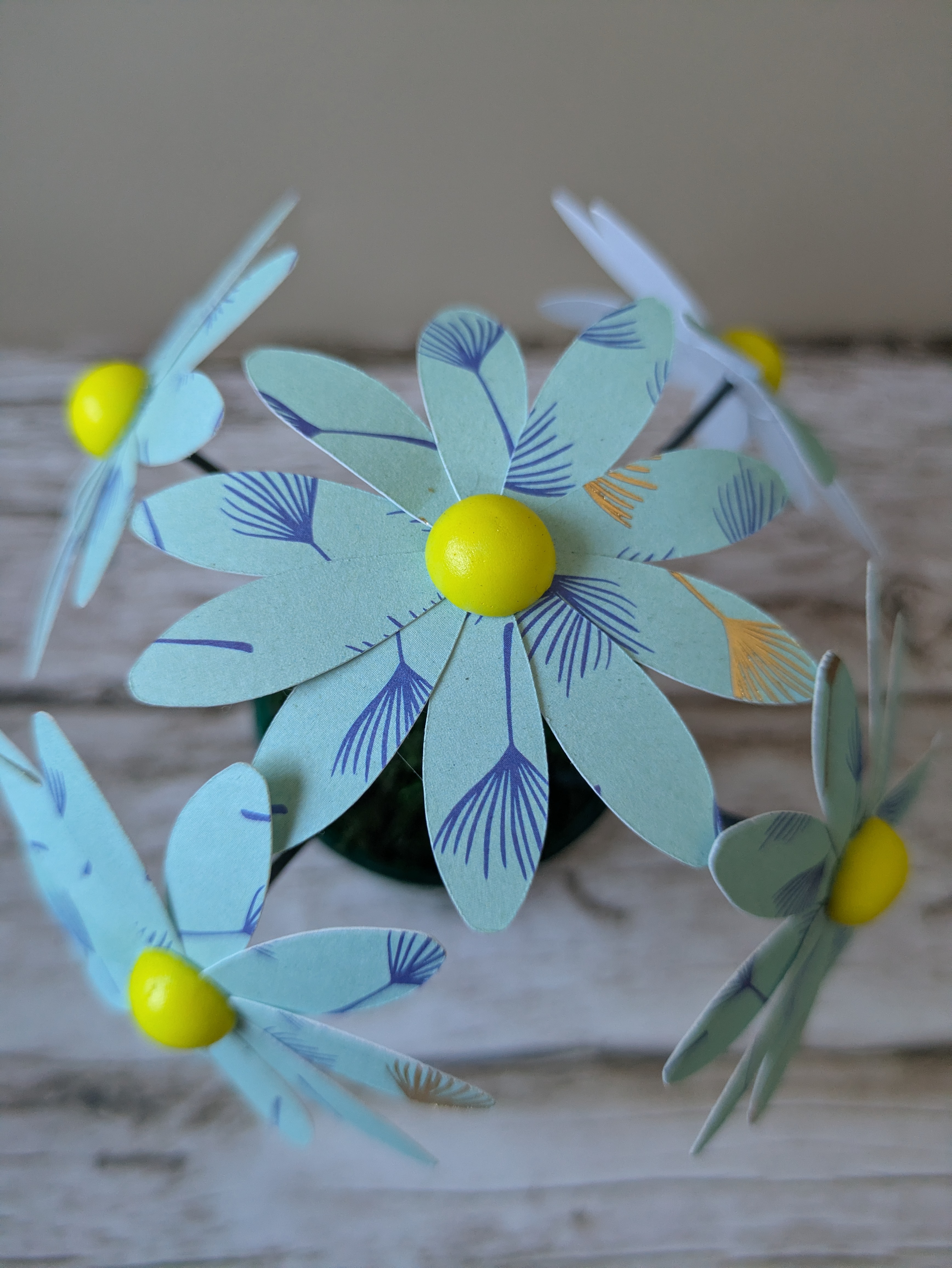 Bouquet marguerite bleues claires