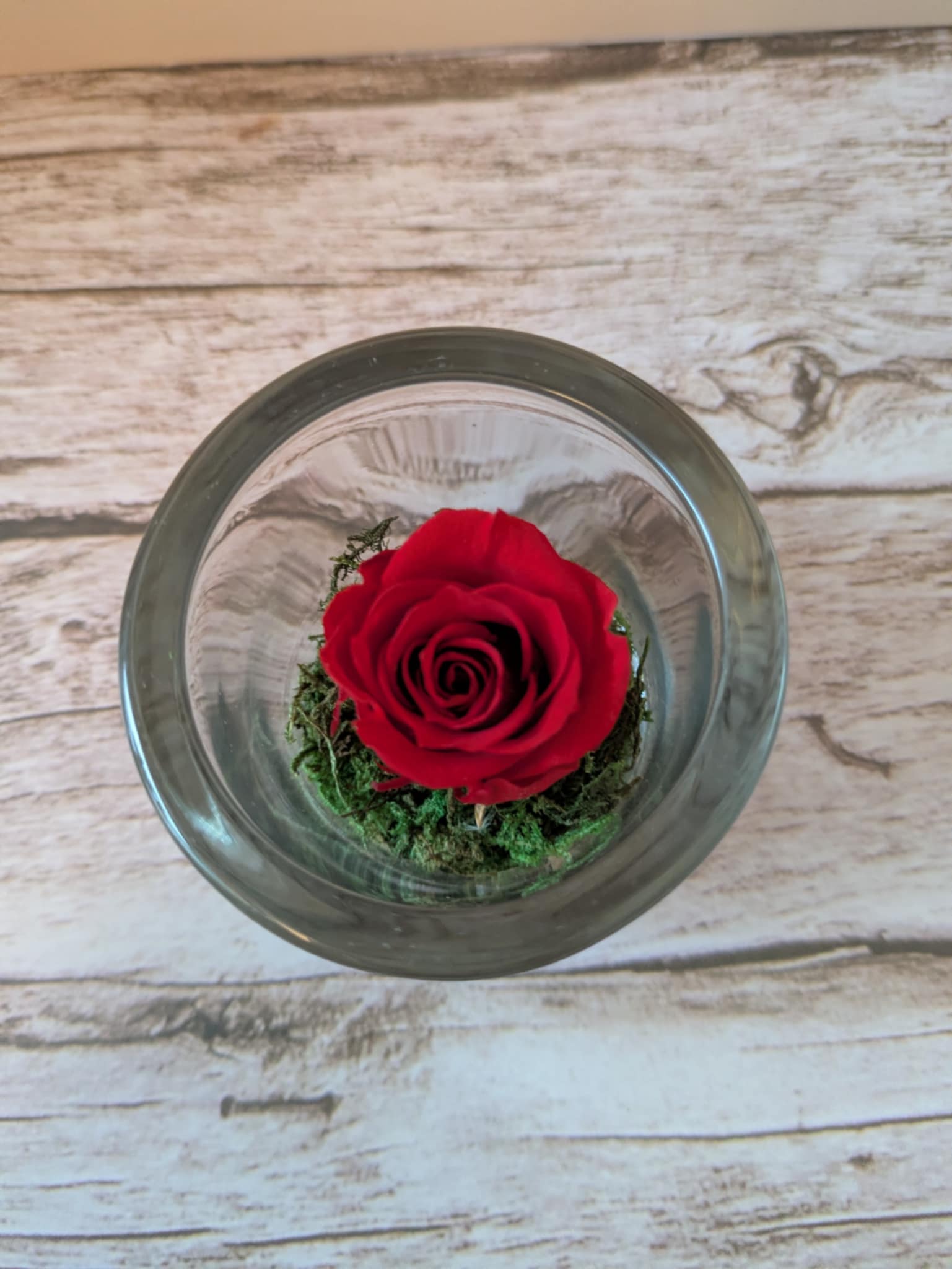 Julia rose stabilisé